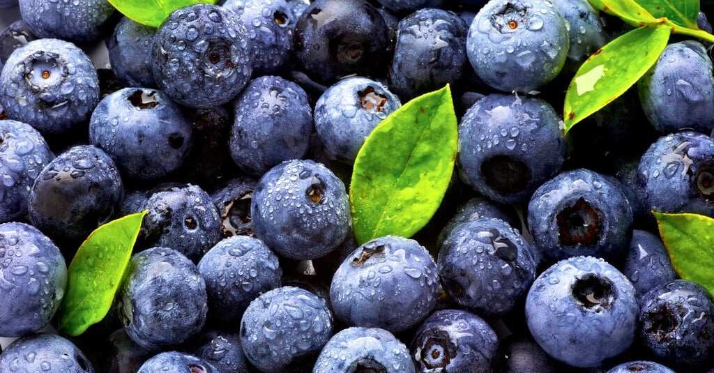 Blueberry Extract