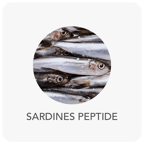 Sardine Peptide