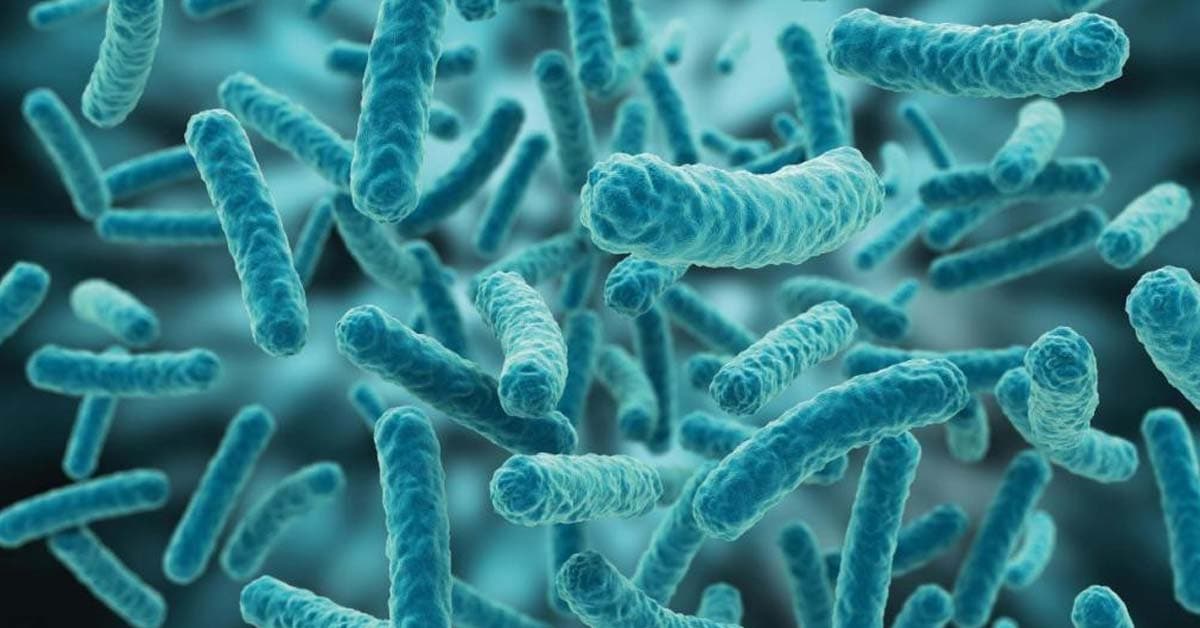 Lactic acid bacteria